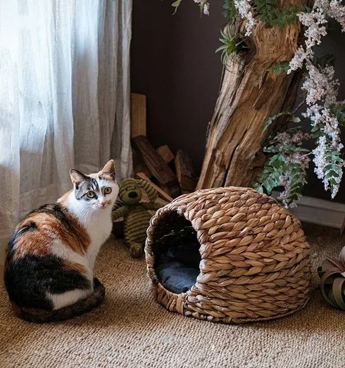 Cat basket kmart best sale