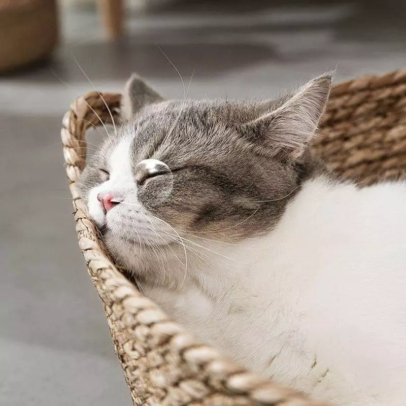 great and small wicker cat bed 350