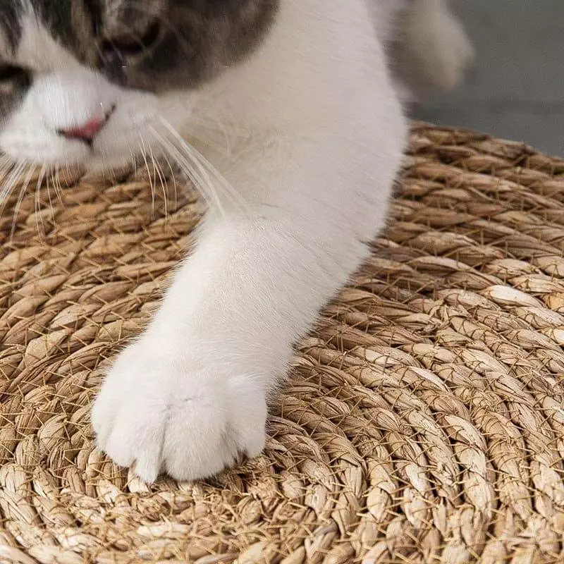great and small wicker cat bed 845